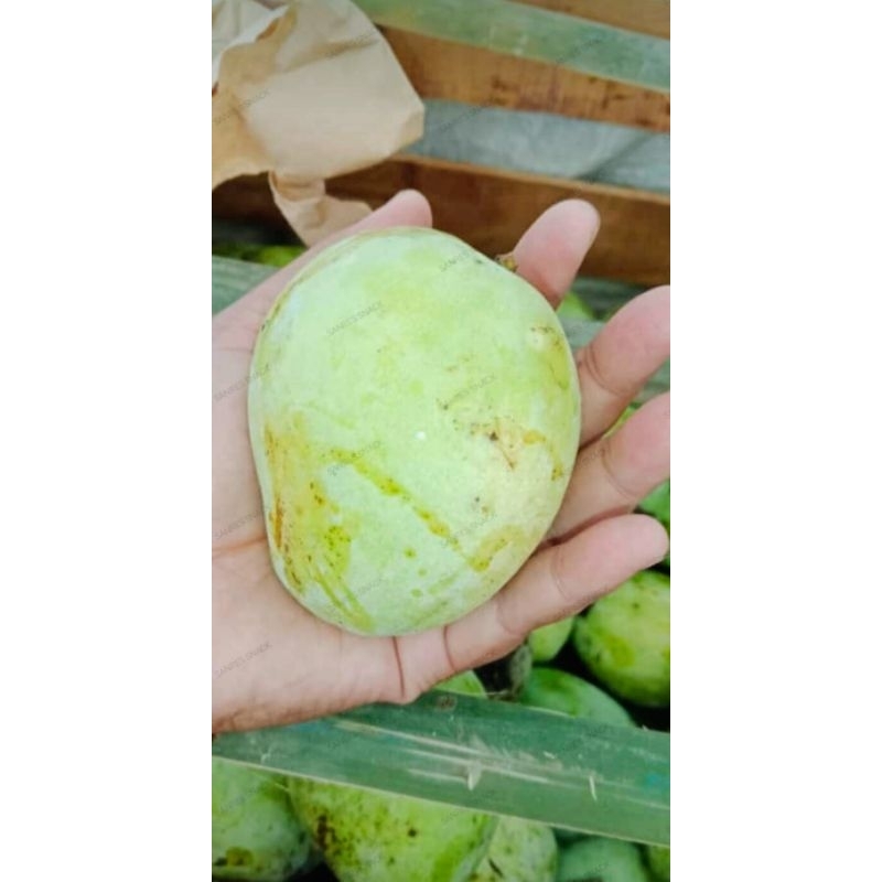 MANGGA INDRAMAYU MENGKEL/MATANG/MENTAH