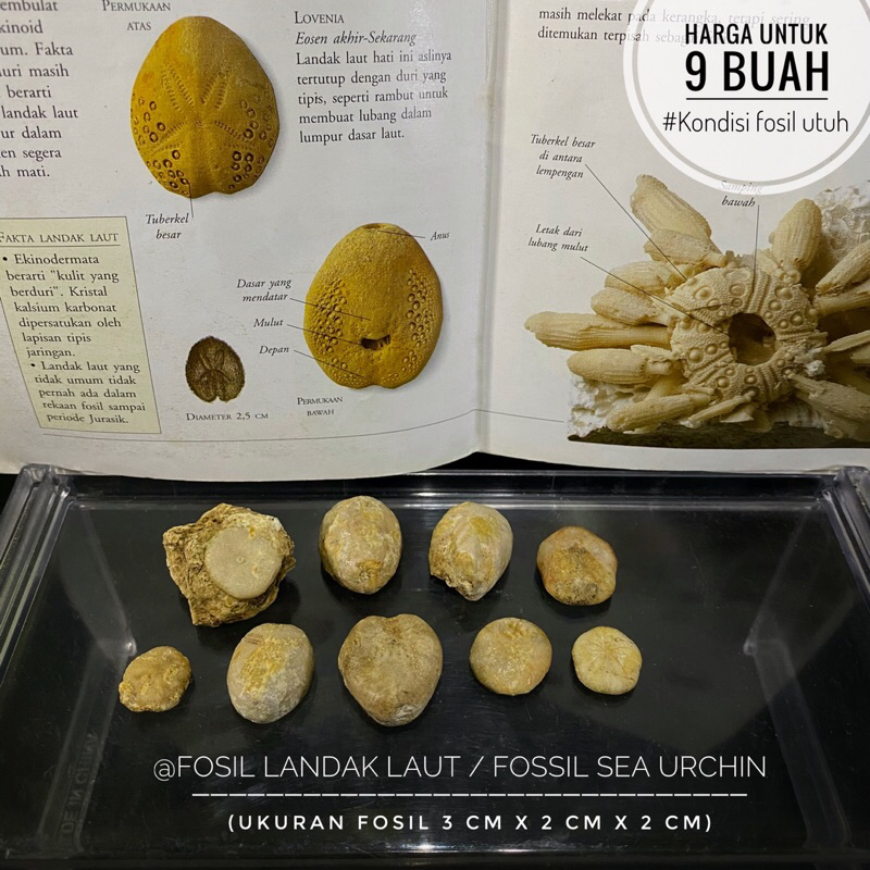 Fosil Landak Laut Purba B17 atau Fossil Sand Dollar atau Fosil Bintang Laut atau Fosil Awar Awar ata