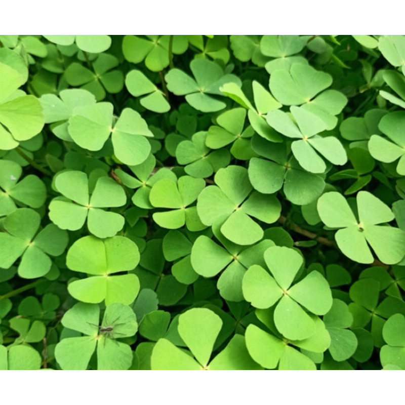 

Daun semanggi sawah segar daun cabang empat 250 gram-az