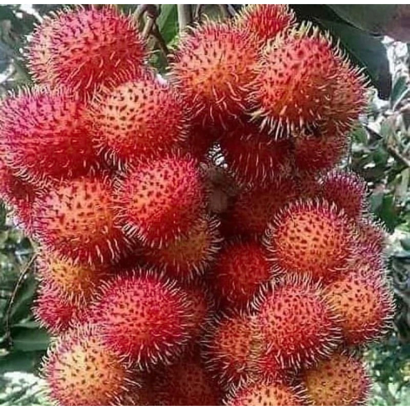 BIBIT RAMBUTAN BINJAI CANGKOK CEPAT BERBUAH