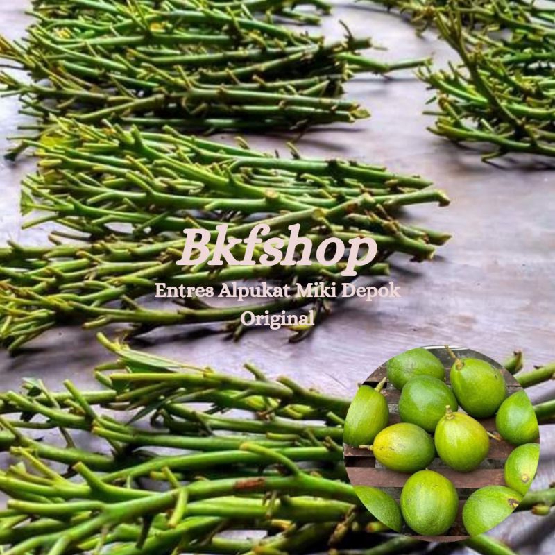 Entres Alpukat Miki Original Entres Alpukat