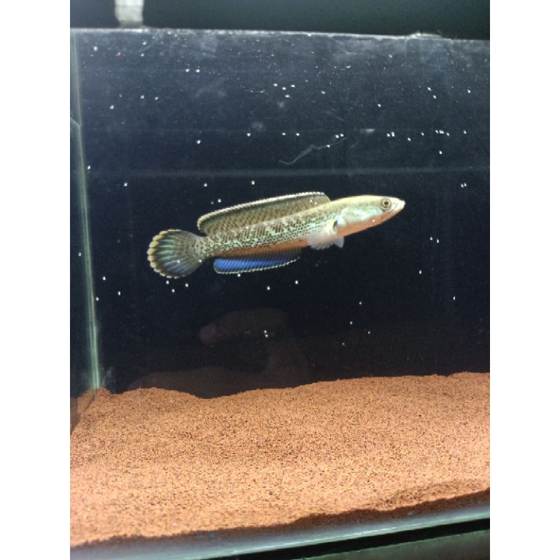 

STIKER STEWARTI FULL DOT 1 DUS