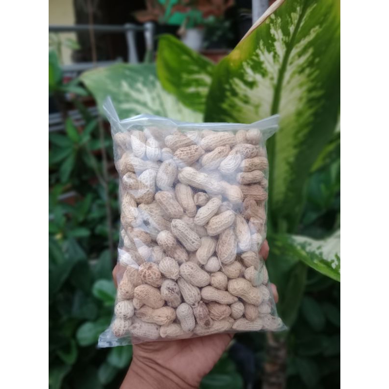 

kacang kulit asin oven 250gram 1/4kg kiloan gurih renyah enak super