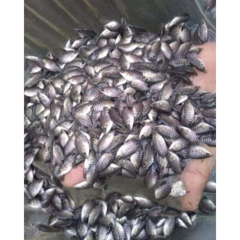 Paket 50 Ekor Gurame Soang Ngku Jempol