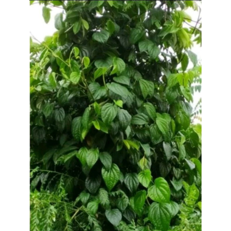 

Daun sirih hijau 1kg fresh Murni daun