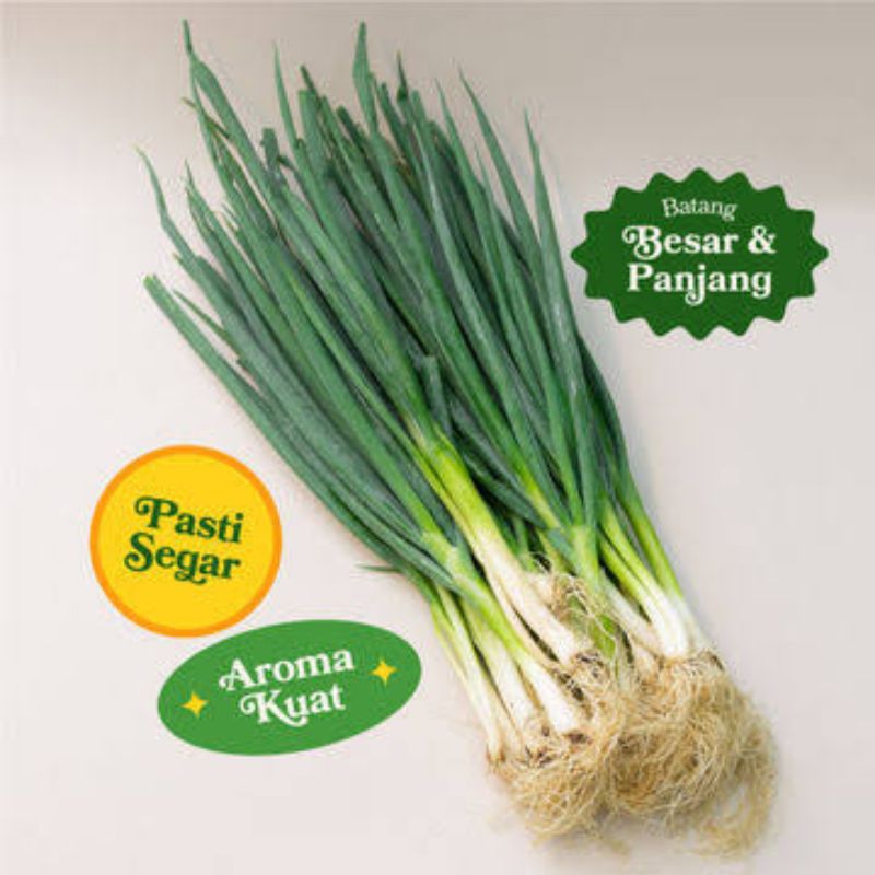 

KEBUN_SUBUR-Bibit Daun Bawang Siap Tanam