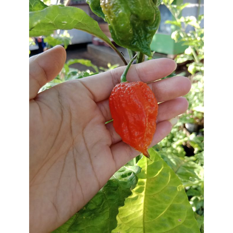 

Cabai Carolina Reaper Segar/bibit cabai Carolina reaper