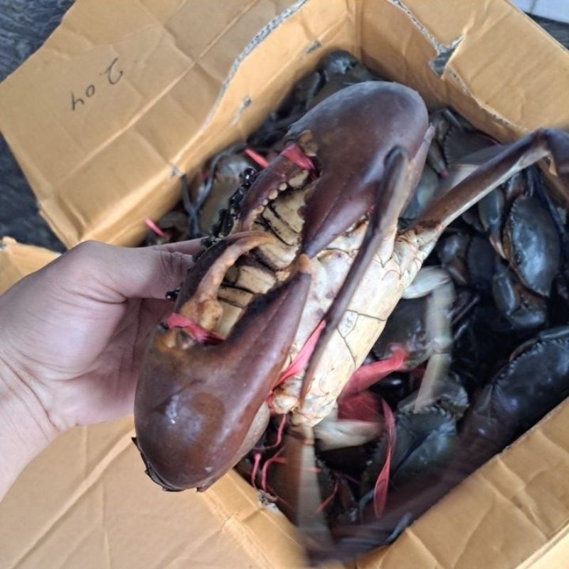 

KEPITING HIDUP 1KG ISI 4 -5 -6EKOR FULL DAGING