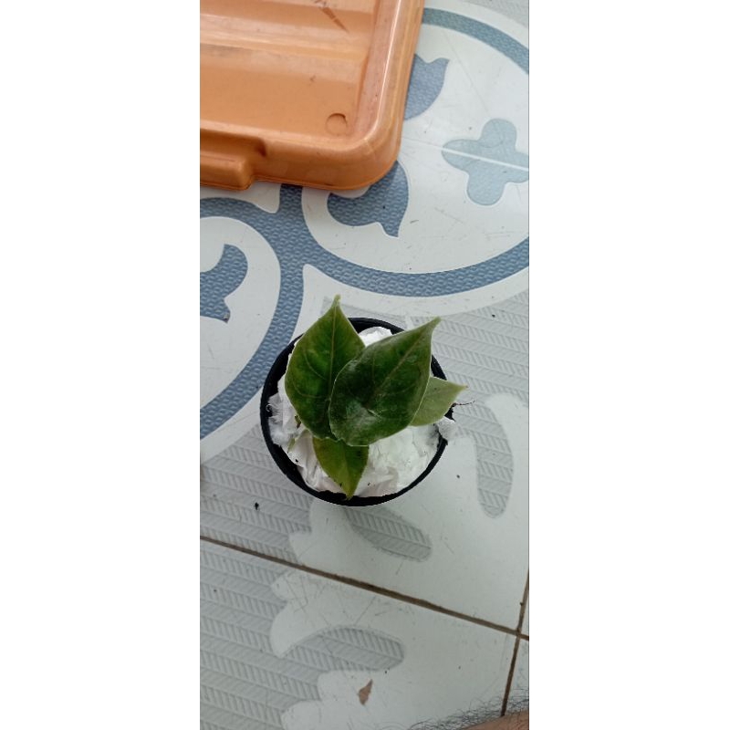 alocasia azlani rumpun