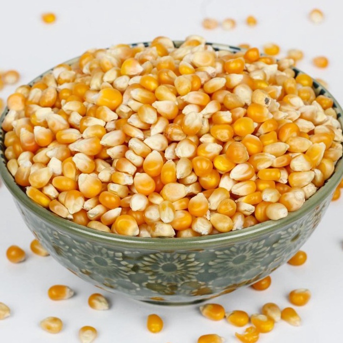 

PRODUK QYMQT Jagung popcorn mentah murah dan berkualitas 5g M9