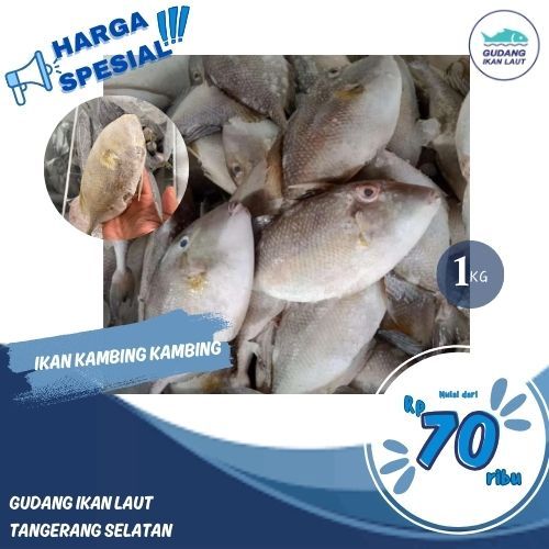 

IKAN KAMBING KAMBING LAUT FROZEN FRESH 2KG