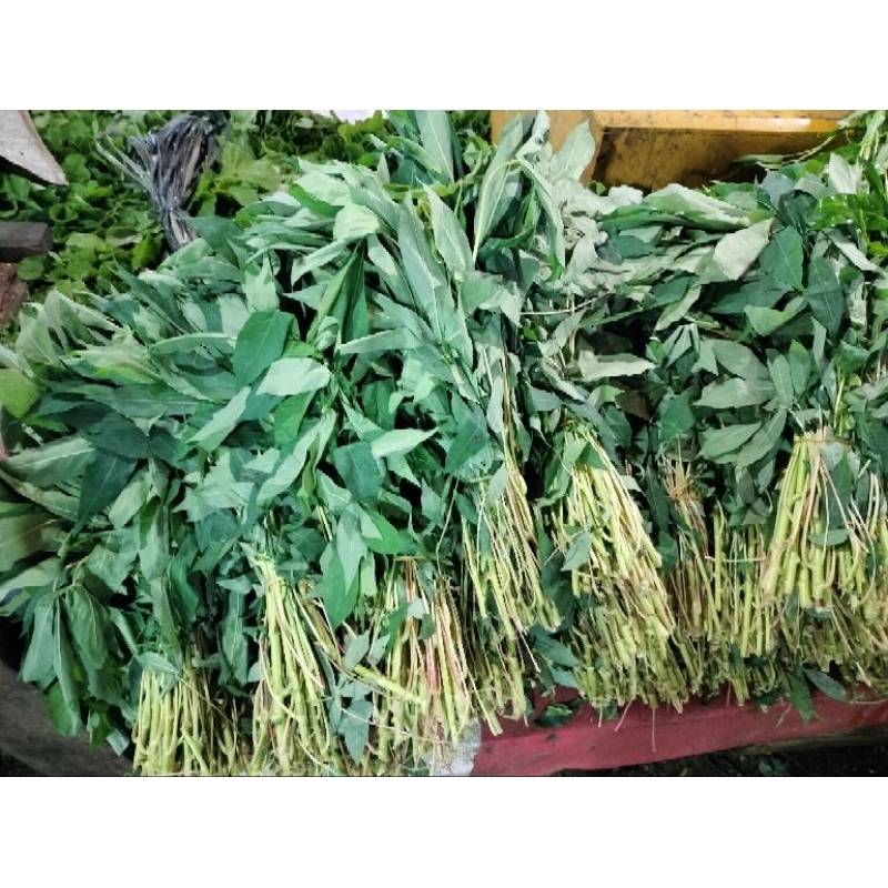 

Daun Singkong (1Ikat)