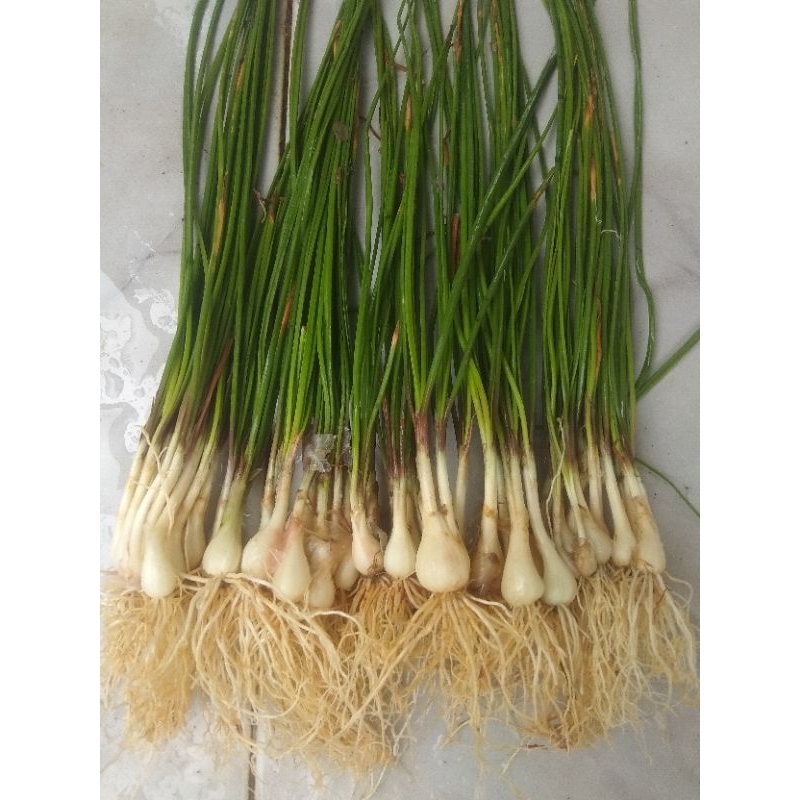 

KUCAI/BAWANG MEDAN 1 IKAT, STOK ADA