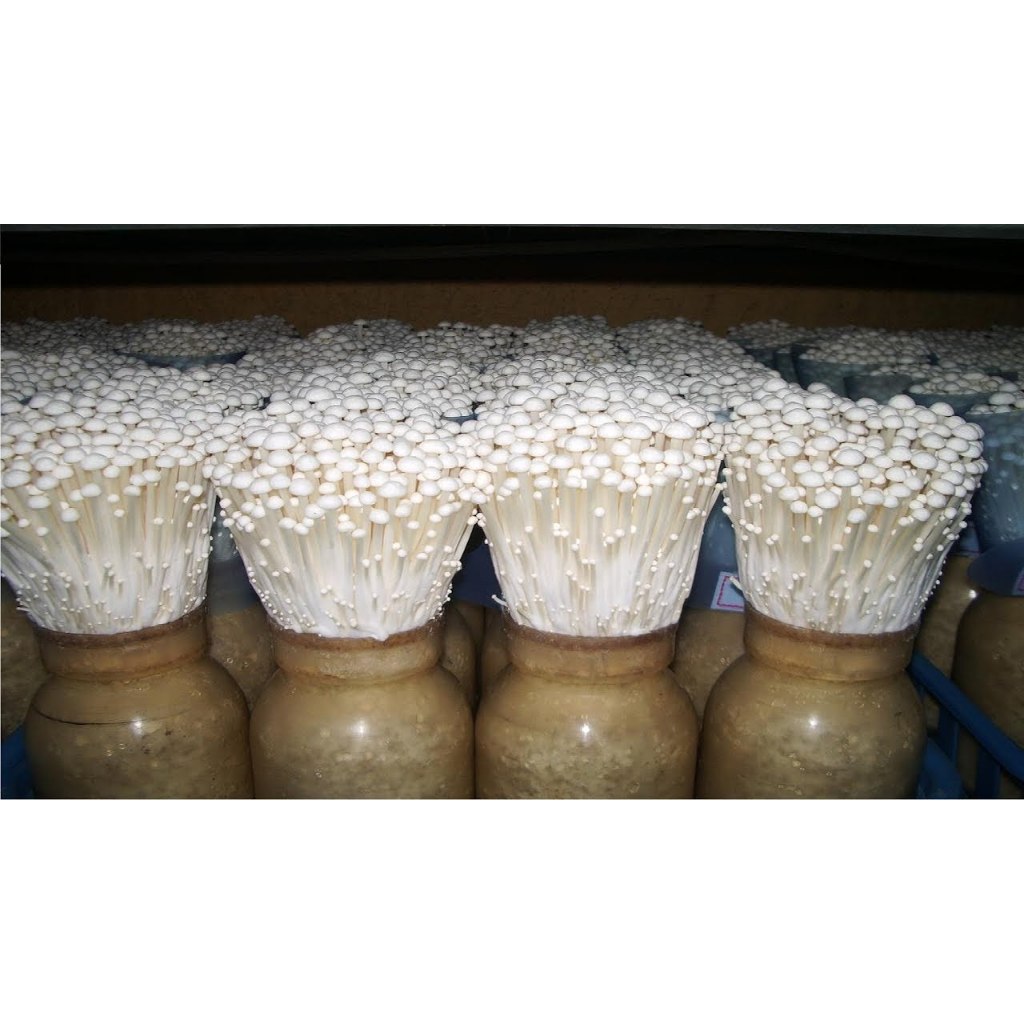 

LOLA Langsung Order Langsung Antar Jamur Enoki Mushroom 1 dus 50 pack