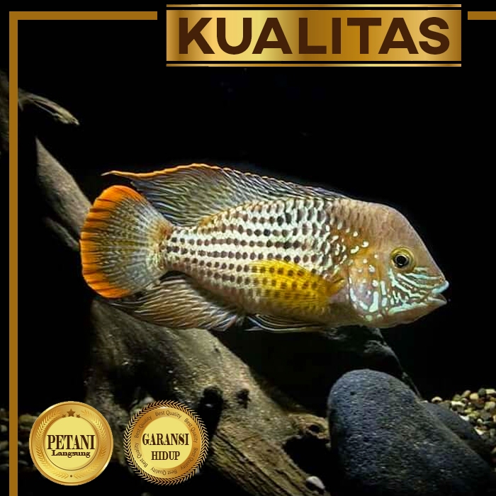 Baby Green Terror Golsom Ikan Hias Predator Hiasan Aquarium Aquascape
