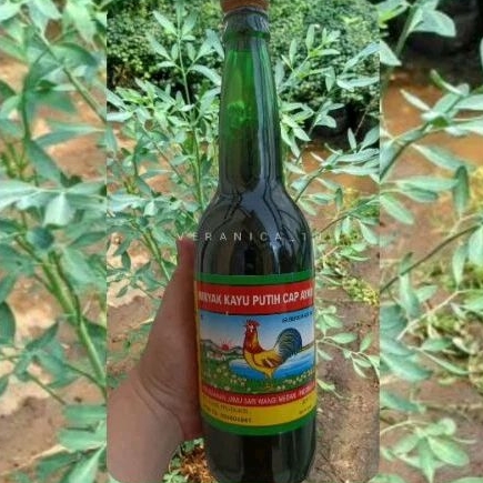 MINYAK KAYU PUTIH RENDAMAN CHAU - CHAU DAUN INGGU 620ml