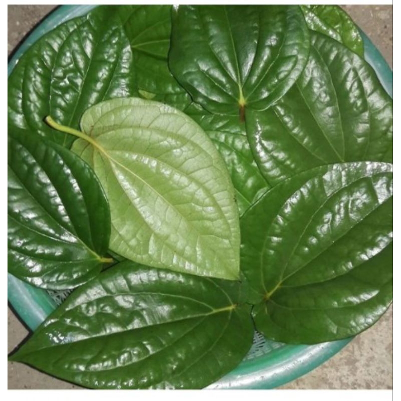 

Jual Daun Sirih Segar 500gram