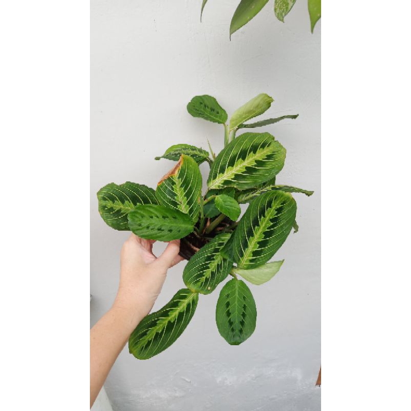 

lemon lime marantha