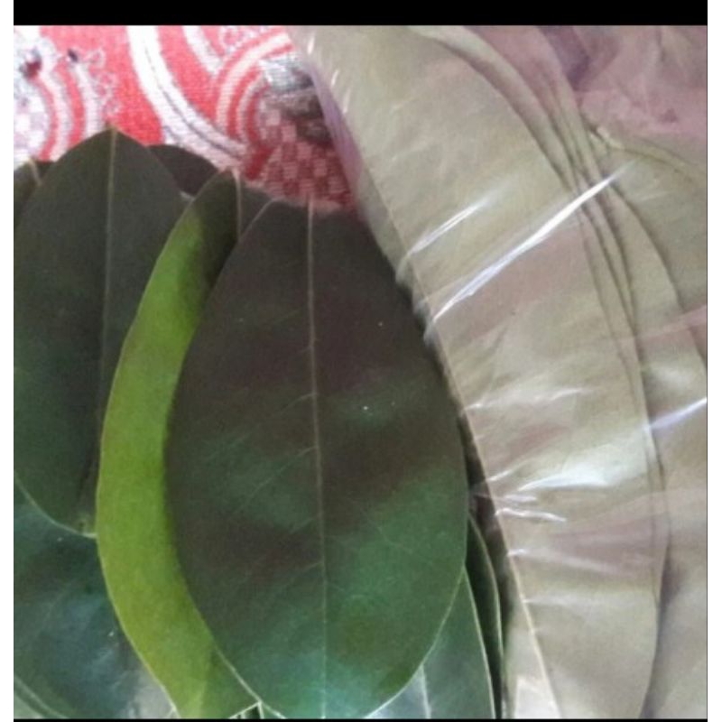 

DAUN SIRSAK TUA SEGAR 500gram