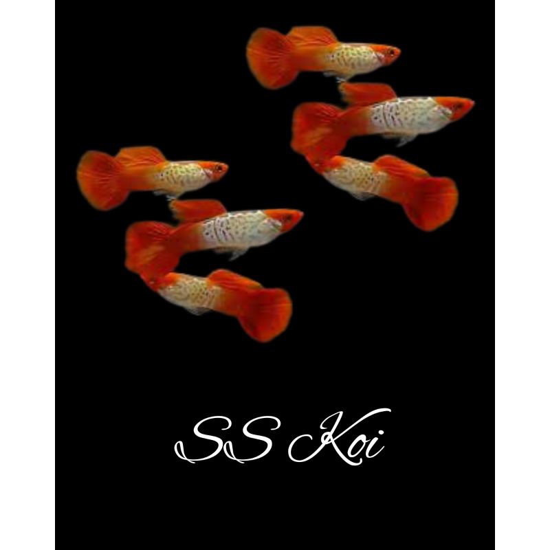 

Packing kardus SS ko1