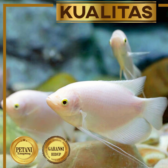 Gurame Padang Ikan Hias Kolam Hiasan Aquarium Aquascape Tanaman Air