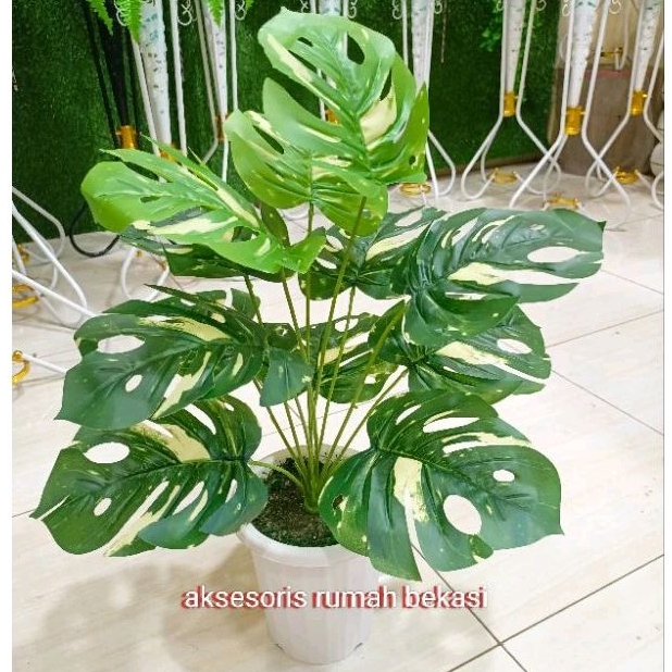 TANAMAN HIAS POHON MONSTERA ARTIFICIAL JANDA BOLONG ISI 12 DAUN DENGAN POT TIRUS JUMBO