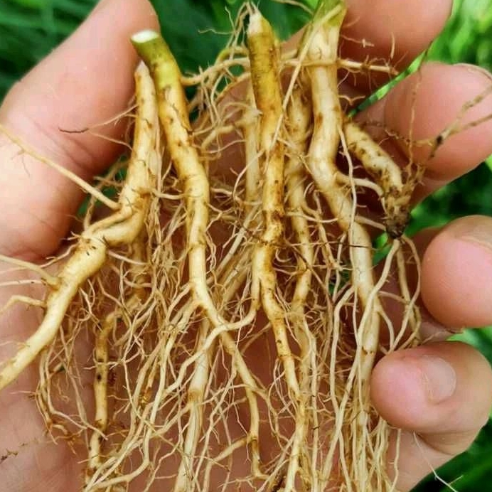 

Akar Sidaguri Jantan segar 250 gram