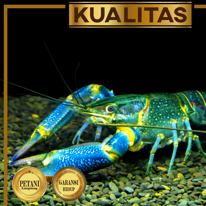 Lobster BIru Indukan Air Tawar Hiasan Aquarium Ikan Hias Aquascape Tanaman Air