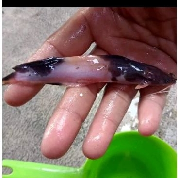 Bibit Ikan Lele albino ukuran 7-8 cm (isi 10 ekor)