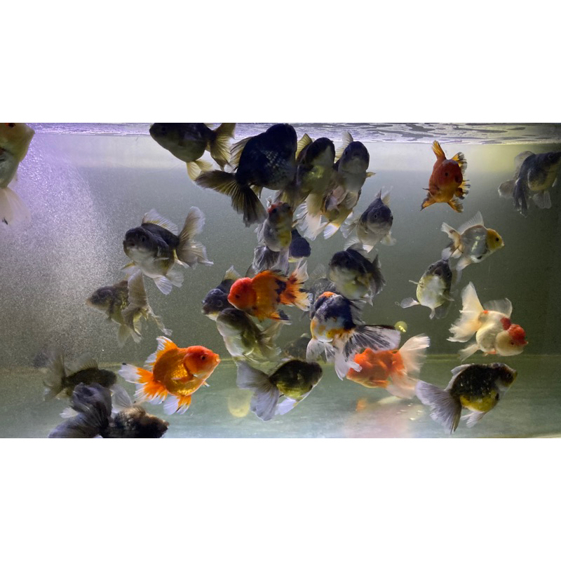 KOKI ORANDA 3 COLOR