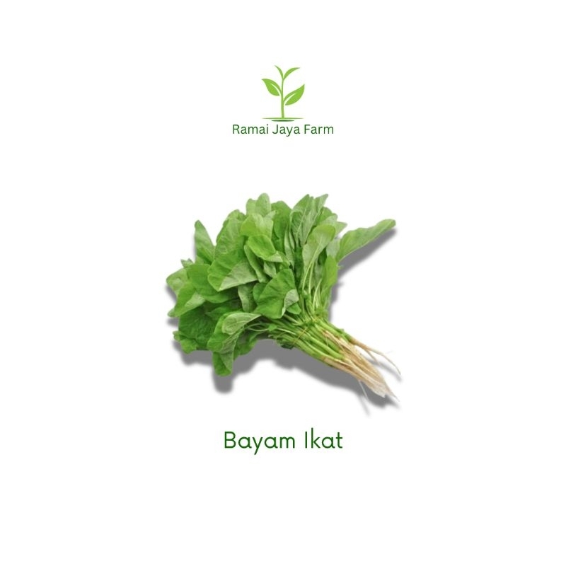 

Bayam Ikat Fresh