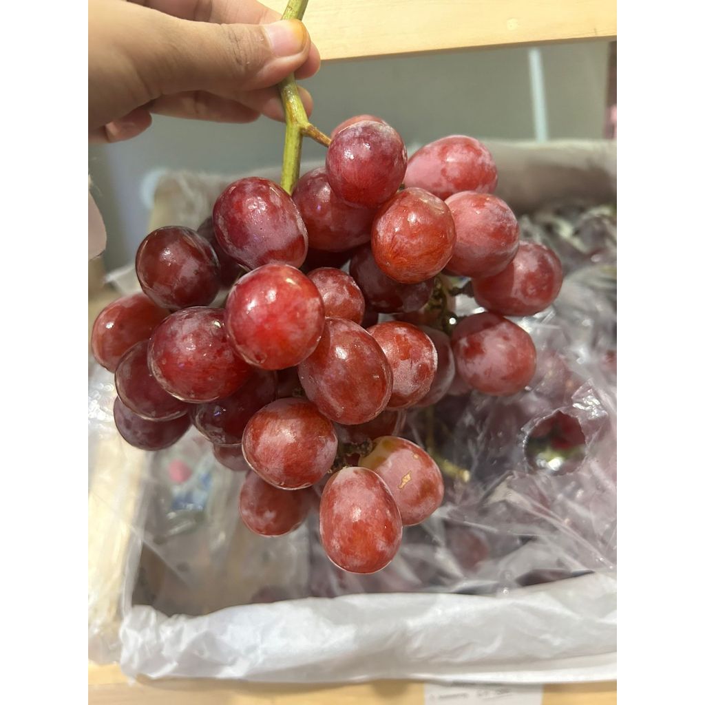 

Anggur Chile manis seedless tanpa biji 500gr