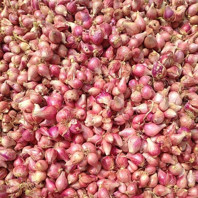 

bawang merah / brambang kering kualitas bagus