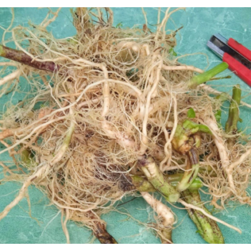 

Akar bandotan segar / akar daun bandotan 250 gram-az