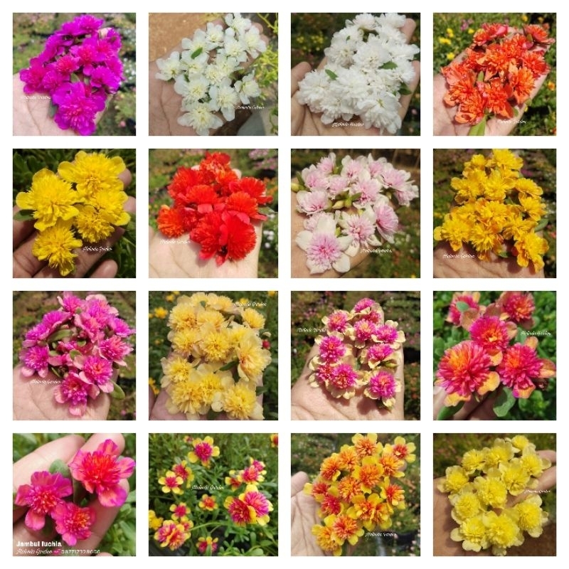bunga krokot import jambul aneka warna lengkap jambul putih jambul broken white jambul kuning jambul