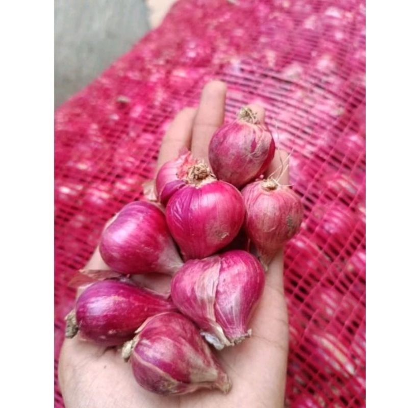 

Bawang Merah murah meriah asli Nganjuk Jawa Timur