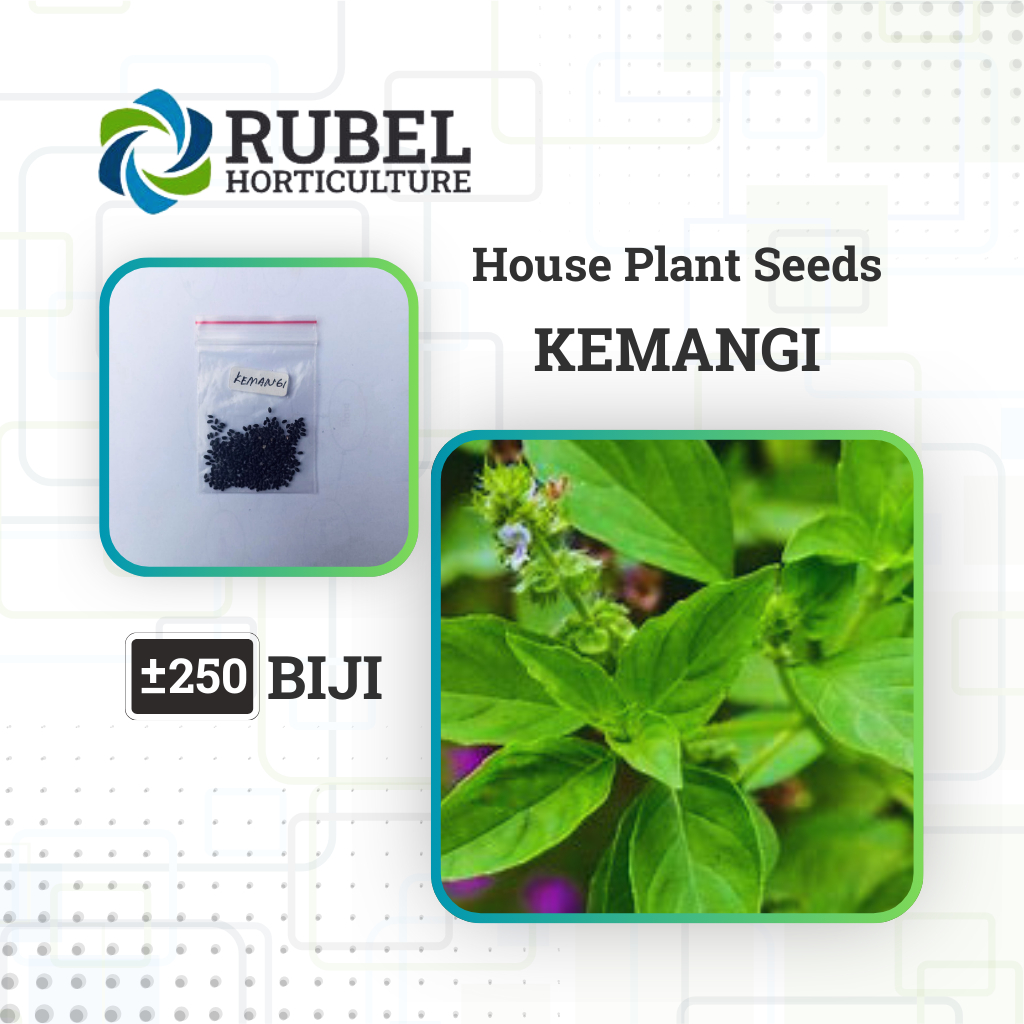 

Benih Kemangi +-250 Biji Sayuran Kemangi Lalap Unggul - RUBEL HORTICULTURE