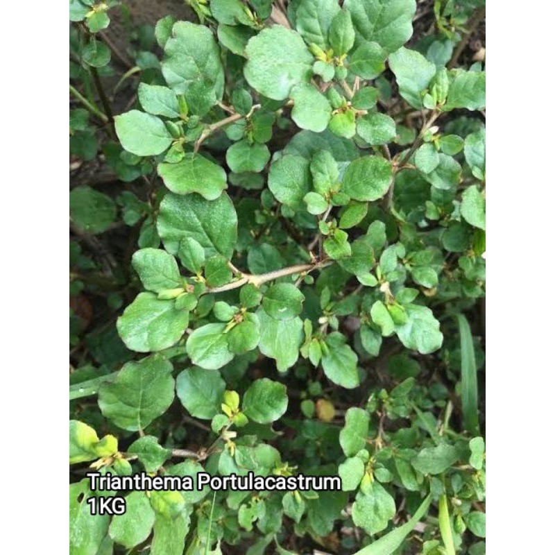 

Trianthema Portulacastrum / Krokot Gajah Segar 1KG