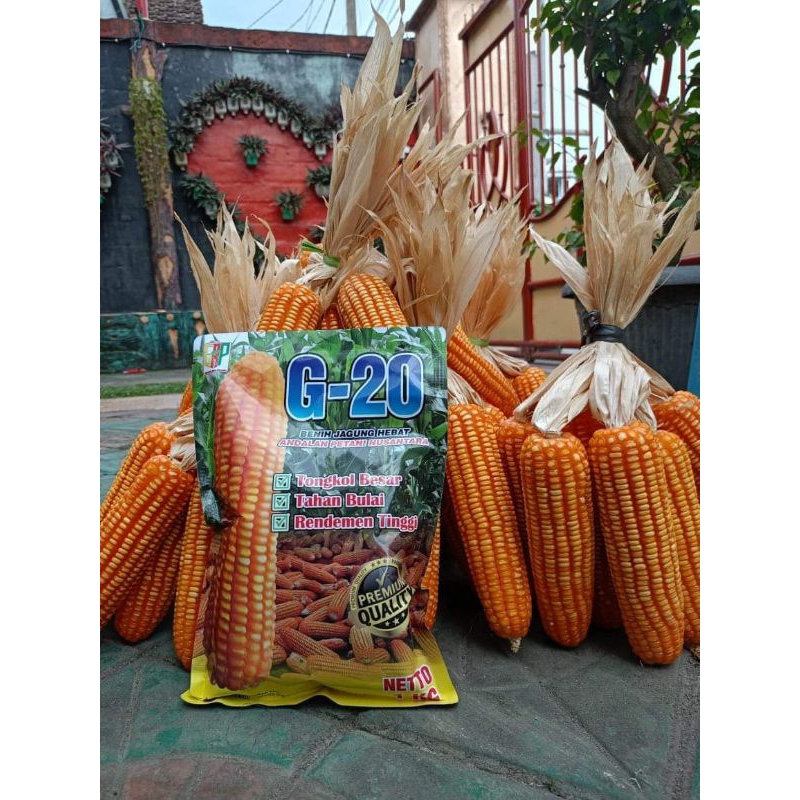 BENIH JAGUNG G-20