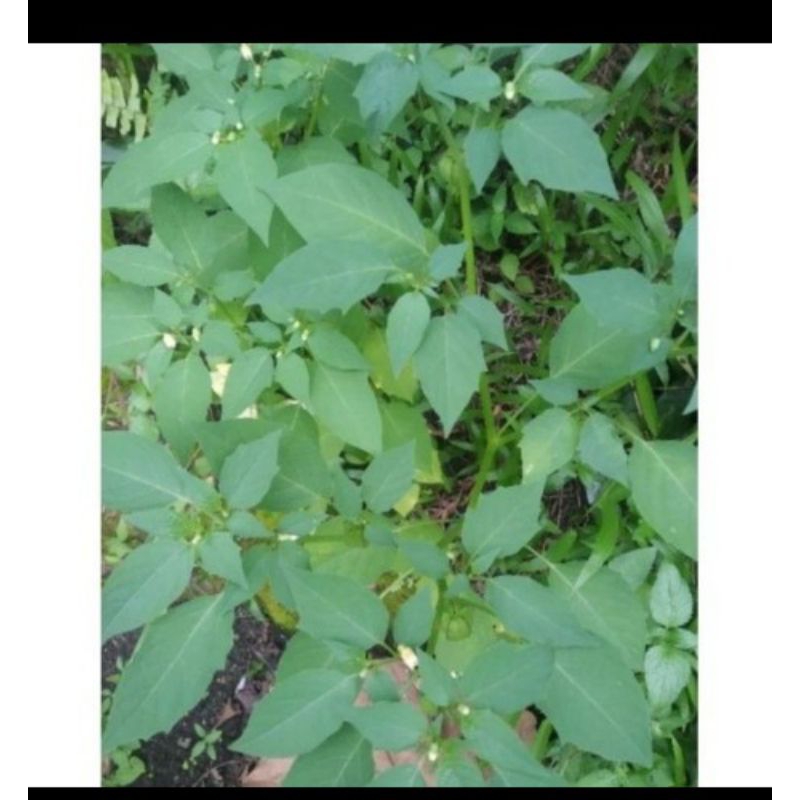 

Ready Daun Cimplukan Segar/Cecenet/Pohon Cimplukan Freshh 500gram