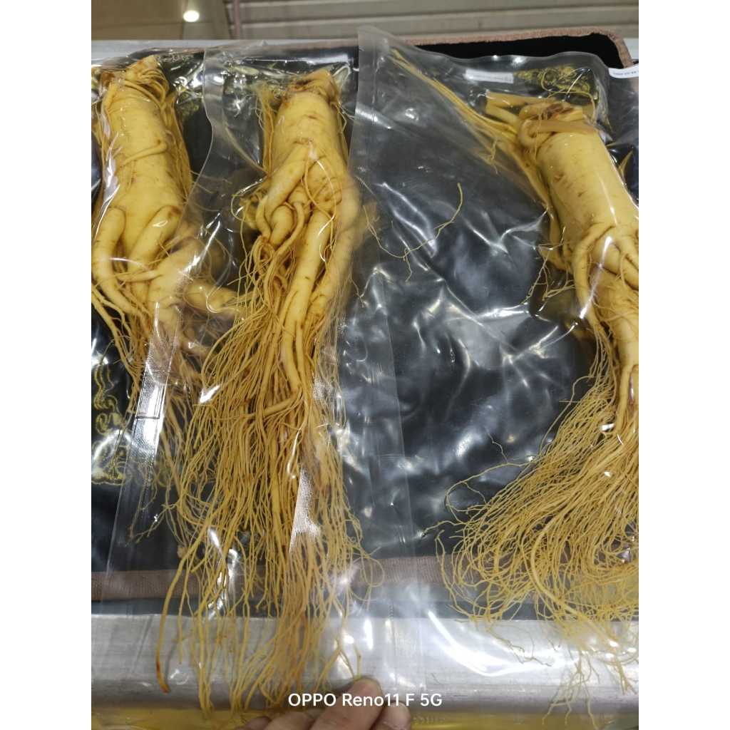 

FRESH GINSENG / GINSENG BASAH / GINSENG SEGAR JUMBO 410-430gr