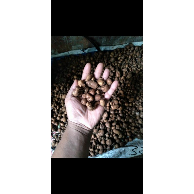 

umbi kentang hitam segar 1 kg