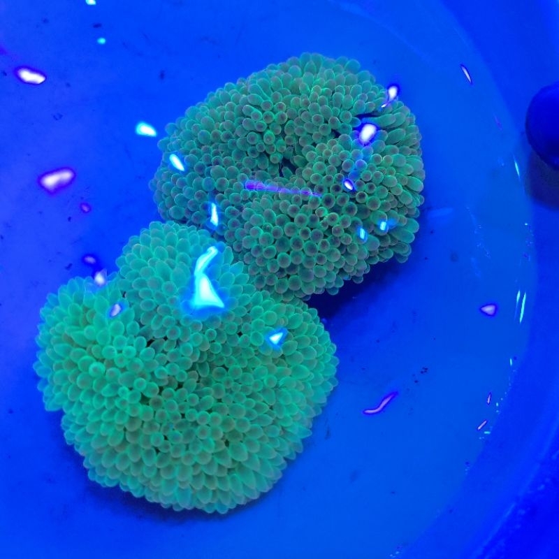 anemon jagung hijau metalik green bubble anemon aquarium laut