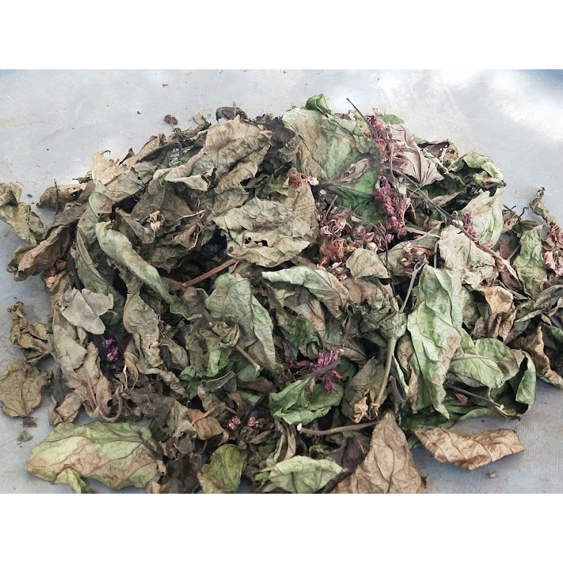 

Daun Kering Bunga Nona Makan Sirih / Kembang Kering Nona Makan Sirih