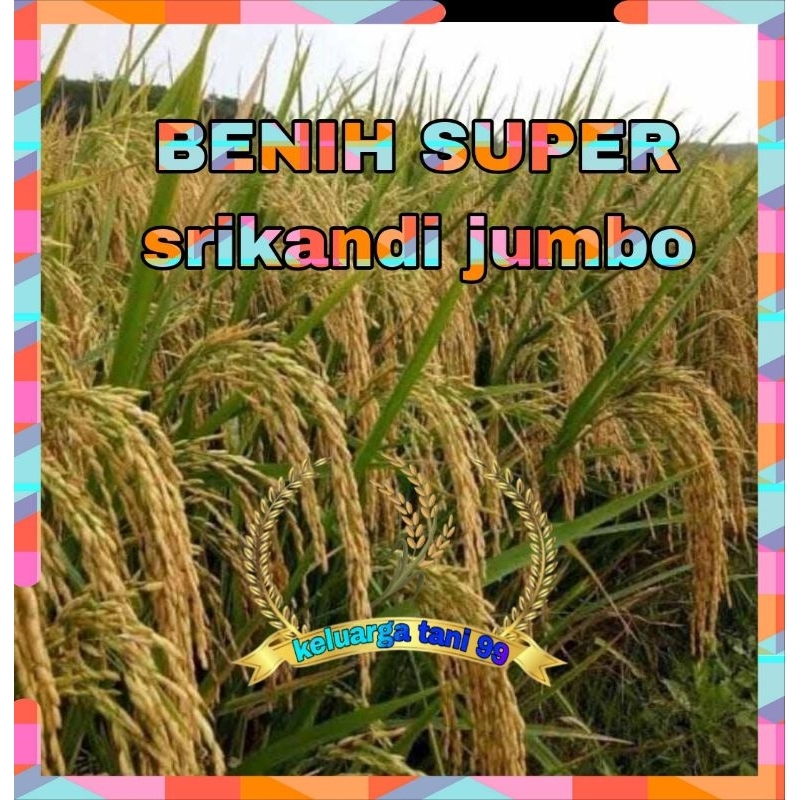 BENIH BIBIT PADI SRIKANDI JUMBO ORIGINAL BERBOBOT 1KG