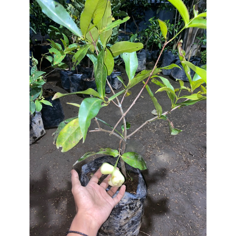 bibit jambu air kondisi sudah berbuah