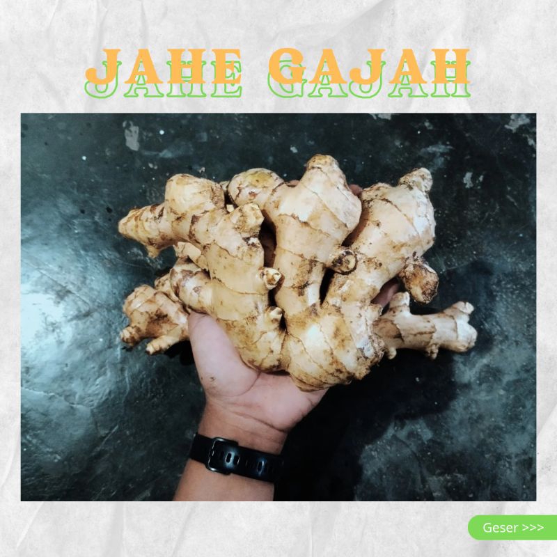 

JAHE GAJAH SUPER JUMBO
