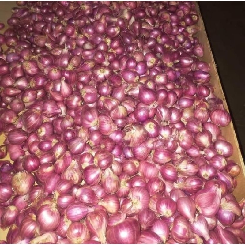 

Bawang merah Probolinggo super