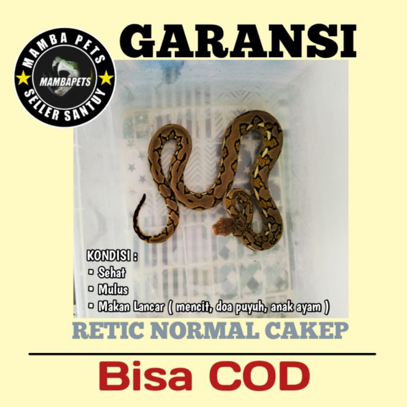 Baby up Retic normal cakep