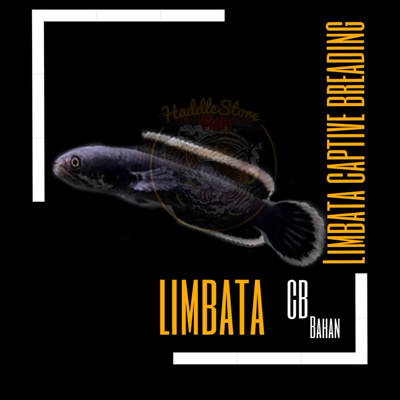 Limbata Bahan CB